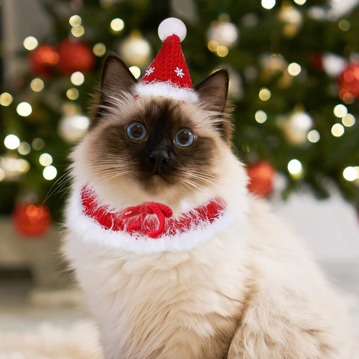 Giotto Dibondon emparedado Preludio 😺▷ Collares y gorros de navidad para gatos. 5 recomendaciones | Mimo mi  minino