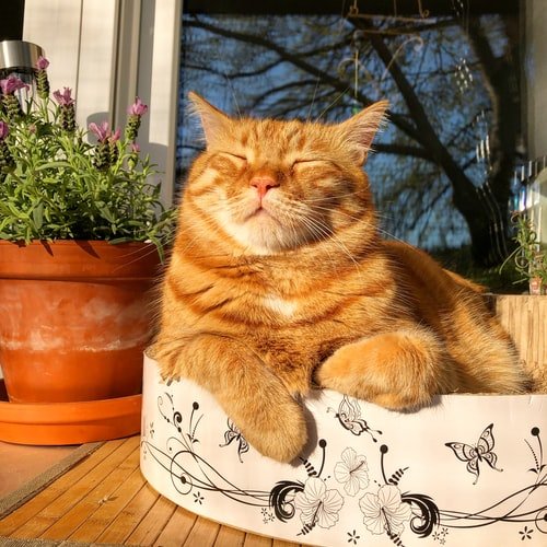 Sunny cat