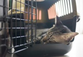 Transportines para gatos