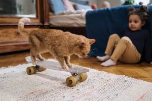 orange tabby cat on penny board